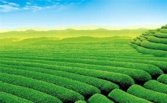 智能土壤墑情監(jiān)測系統(tǒng)提升農業(yè)管理水平